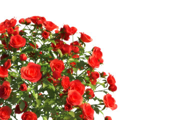 red roses bouquet isolated