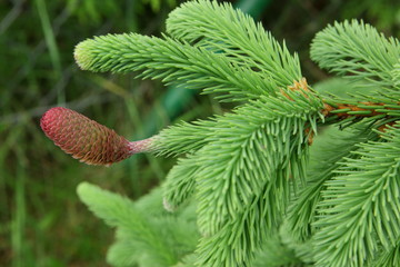 Świerk Koreański © fotodrobik