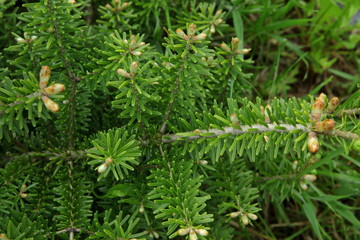 Świerk Koreński © fotodrobik