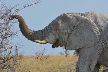 Afrikanischer Elefant (Portrait) im Etosha Nationalpark