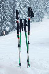 Trekking poles in snow on background of winter forest