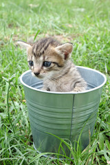 Curious looking kitten staring out from tin bucket at green grass field