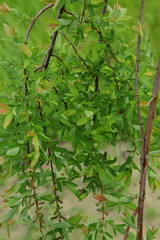 Wierzba © fotodrobik