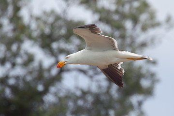 Fototapeta premium Dickschnabelmöwe (Larus pacificus)