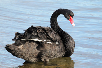 Naklejka premium Trauerschwan (Cygnus atratus)