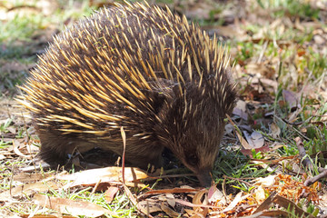 Kurzschnabeligel (Tachyglossus aculeatus)