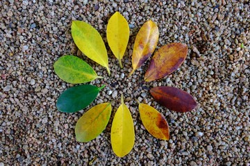 Colors of autumn leaves