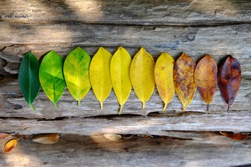 Colors of autumn leaves