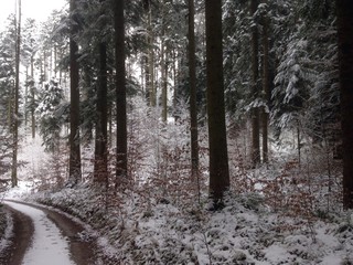 Winterwald