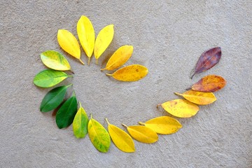 Colors of autumn leaves