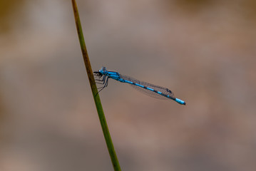 Blaue Libelle - Gemeine Becherjungfer