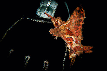Fish Agonomalus Proboscidalis (Also known as sea fox) on the hand of diver. You can see it in the cold water of Japan sea at the depth between 20 and 50 meters.