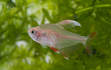 Obraz premium Hyphessobrycon rosaceus - aquarium fish - Rosy Tetra