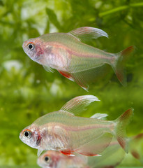 Hyphessobrycon rosaceus - aquarium fish - Rosy Tetra