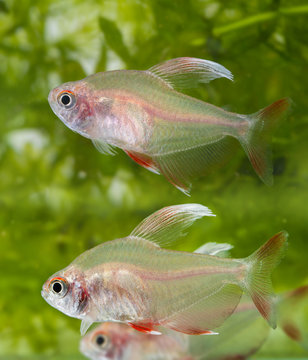 Hyphessobrycon rosaceus - aquarium fish - Rosy Tetra