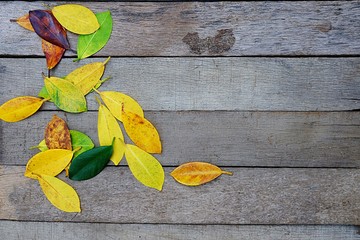 Colors of autumn leaves