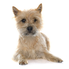 purebred cairn terrier