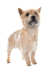 purebred cairn terrier