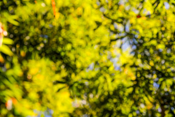 Green blurred background.