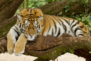 Fototapeta na wymiar Tiger in a tree