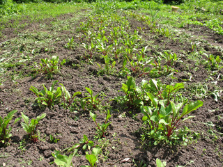 sprout of plant