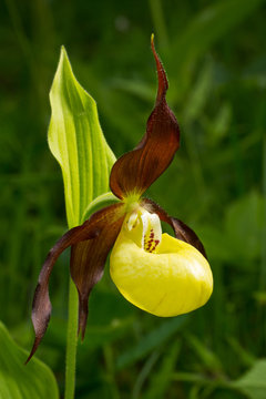 Fototapeta Lady's Slipper Orchid flower -  Cypripedium calceolus