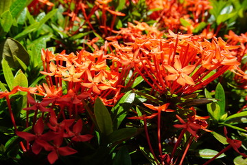RED FLOWERS