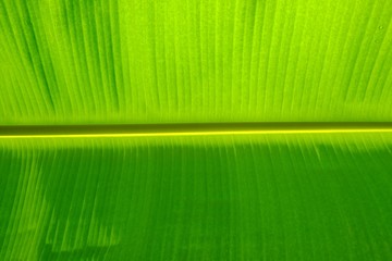 Banana Leaf
