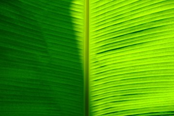 Banana Leaf