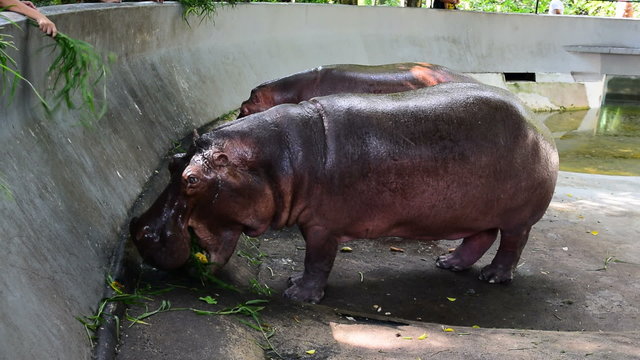 Tourists are feeding hippos in the zoo.
