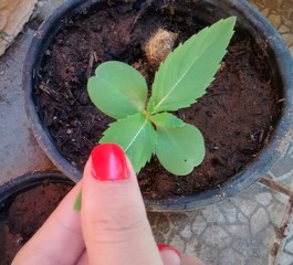 Toque em folha de plantinha no vaso
