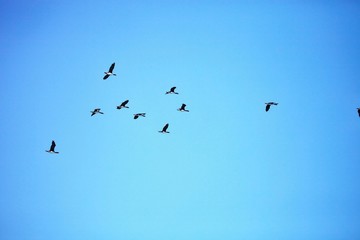 flying Guany cormorant, Phalacocorax bougainvillii , on the cliff, Islas de Ballestas, Peru