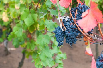 Bunch of red wine grape Bibor kadarka (Purple kadarka) in vineyard ready to harvest. Bibor kadarka is a Hungarian bred red wine grapes