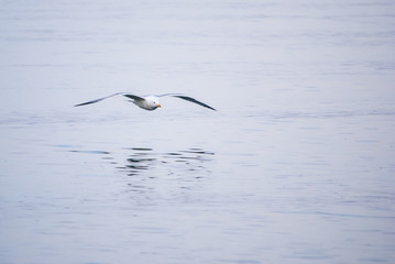 seagull