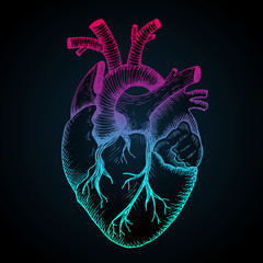 Anatomical heart - vector vintage style detailed illustration, human organ. Abstract, gradient colored
