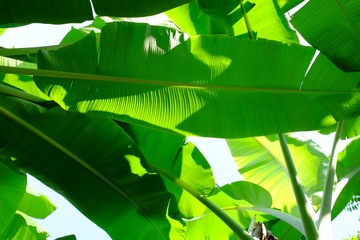 Banana Leaf