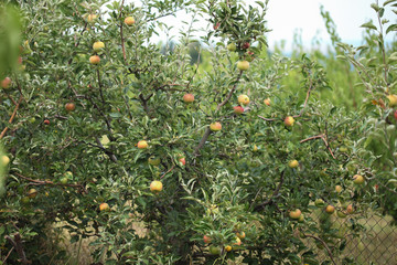 Healthy fresh organic apple orchard