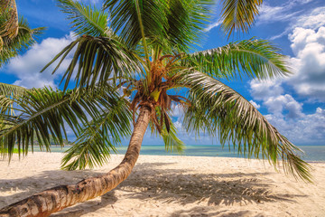 Palm on paradise beach on tropical island Mahe in Seychelles