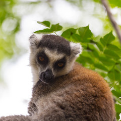 Brown ring tailed lemur portrait on a green jungle in Madagascar