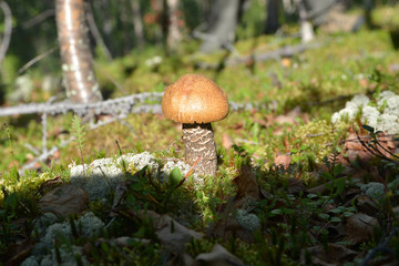 Mushroom orange-cap boletus growing in the grass.