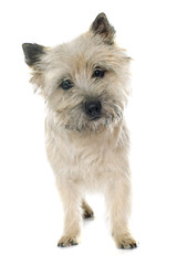 purebred cairn terrier
