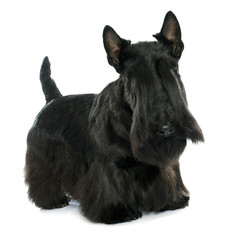 purebred scottish terrier