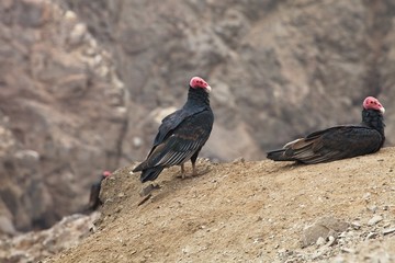  Turkey Vulture, Cathartes aura, Matarani  - Peru
