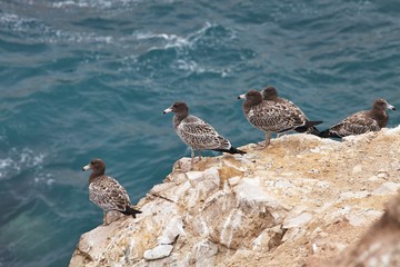 gull chicks, Paracas - Peru