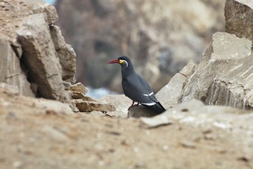 Inca tern, Larosterna inca,  Paracas, Peru