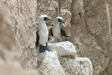 colonies of Peruvian booby, Sula variegata, on the cliff, Matarani, Peru