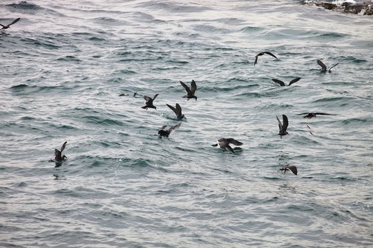 Inca Tern, Larosterna Inca, Catch Fish, Matarani, Peru