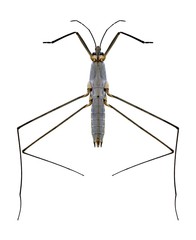 Bug Aquarius paludum (underside)