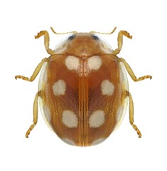 Beetle Vibidia duodecimguttata