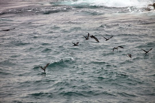 Inca Tern, Larosterna Inca, Catch Fish, Matarani, Peru